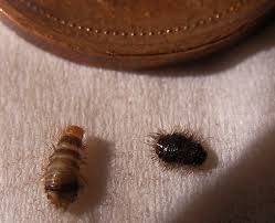 carpet beetle larvae in canada what s