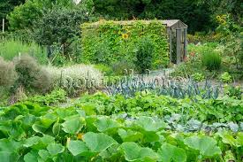 Image Vegetable Garden With Greenhouse