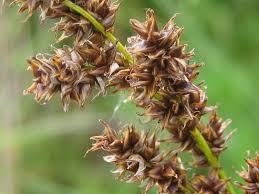 Carex paniculata - Wikipedia