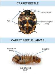 Similar to clothes moths, the pests also feed on many other items composed of wool, fur, felt, silk, feathers, skins, and leather. What Do Carpet Beetles Look Like Identify Carpet Beetles