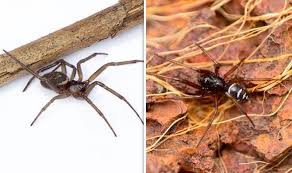 For the most part, you can't tell a spider bit you just from your symptoms. How To Spot False Widow Spiders What To Do If The False Widow Spider Bites You Advice Nature News Express Co Uk