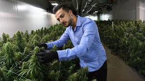 It is one of 113 identified cannabinoids in cannabis plants, along with tetrahydrocannabinol (thc). Cbd Im Thierstein Wachst Viel Gras Eine Der Grossten Indoor Anlagen Der Welt