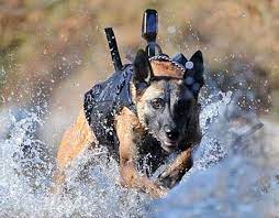 Belgian Shepherd Military Dogs Shop 1692862558, 45% OFF