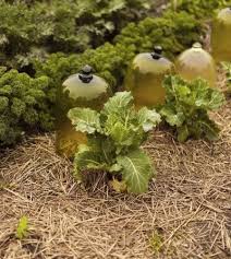 Garden Cloches And Bell Jars Using