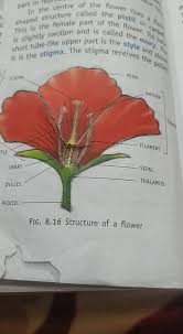 flower rises shaped structure