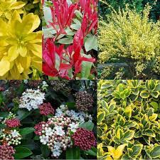 And just when it doesn't seem like this shrub could get any better, it puts on an impressive flower display. Bargain Hardy Evergreen Shrub Collection Selection Of 5 Garden Varieties