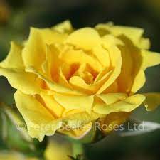 Yellow Patio Patio Shrub Rose Peter