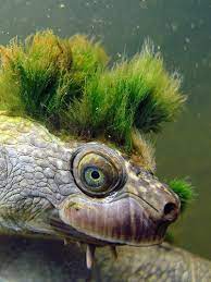 Meet the Ultra Punk-Rock Mary River Turtle That's Battling Extinction |  Featured Creature