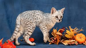 Each savannah cat is priced according to the appearance quality depending on tica standards. Savvy Paws Savannah Cats Savannah Kittens In Ontario Canada