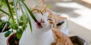 Household Plants That Are Toxic To Cats