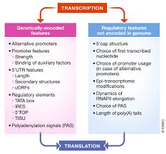 Control of mrna translation allows for relatively rapid modulation of protein synthesis from the existing transcriptome. So Close No Matter How Far Multiple Paths Connecting Transcription To Mrna Translation In Eukaryotes Embo Reports