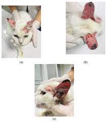 feline demodicosis case report