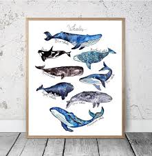 Watercolor Whale Print Whales Nautical Decor Whale Art Kids