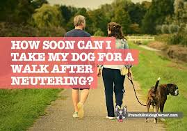 Keep the dog inside and away from other animals during the recovery period. How Soon Can I Take My Dog For A Walk After Neutering How Far