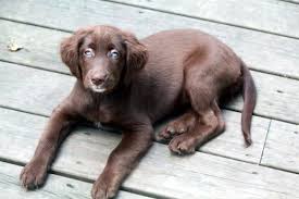 Eaton ohio pets and animals view pictures Boykin Spaniel Lab Mix Puppies For Sale Off 72 Www Usushimd Com