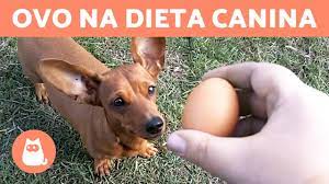 cachorros podem comer ovo you