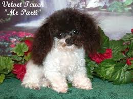 toy poodle puppies tiny toy and teacup
