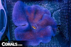 rare blue purple carpet anemone indo