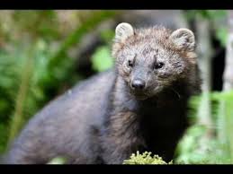 I first heard the scream of a fisher cat several years ago. Fisher Cats Take A Look Through My Eyes Youtube