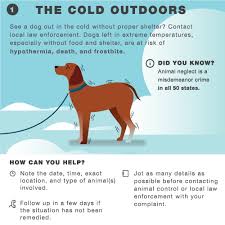 protect your pet in cold weather