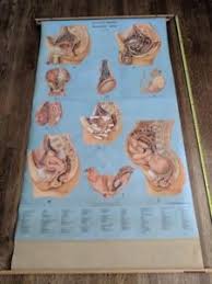Details About Vintage Denoyer Geppert Pull Down Anatomy Chart Fe Male Pelvis Mid Century