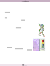 Building dna gizmo | explorelearning wwwexplorelearningcom › gizmos modied standard biology building dna i developed a student … Https Www Studocu Com En Ca Document Trent University Introductory Chemistry I Mandatory Assignments Anna S Student Exploration Building Dna 9384537 View
