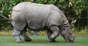 Rhino Poaching in Assam