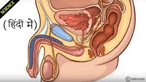 पीयूष ग्रंथि ||Endocrine system in हिंदी || अंतःस्रावी तंत्र || (CBSE and  NCERT) - YouTube