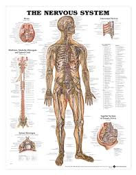 The Nervous System Anatomical Chart Poster Laminated