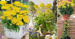 yellow flowers for garden plants