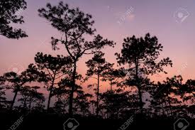 Watch it return tonight around sunset. Silhouetted Pine Trees With Twilight Clear Sky With Moon After Sunset In Tropical Rainforest In Winter Of Phu Kradueng Loei Thailand Stock Photo Picture And Royalty Free Image Image 141465331