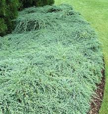 juniperus squamata blue carpet pot p13