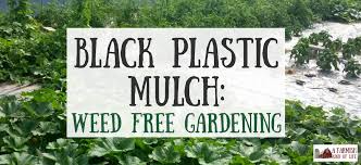 Black Plastic Mulch Weed Free