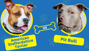 Comparison between american staffordshire terrier dog and american bully dog. American Staffordshire Terrier Vs Pit Bull What Are The Differences Doggie Designer