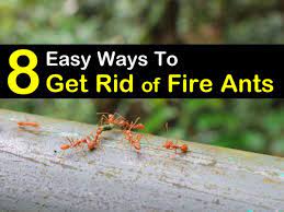 8 easy ways to get rid of fire ants