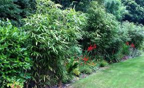 How To Grow Bamboo Miraclegro