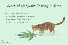 is toxic to cats