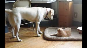 They just don&#039;t give a f**k 1 / 15. Cats Stealing Dog Beds 2015 New Youtube