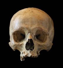 Image result for skull