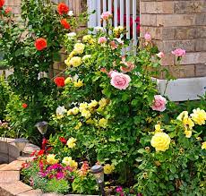 How To Feed And Care For Roses