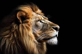 lion king wallpaper images free