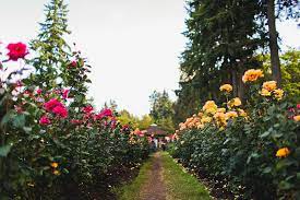 international rose test garden in the