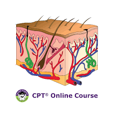 procedure coding for integumentary series