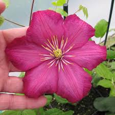 Maybe you would like to learn more about one of these? Clematis Ville De Lyon Buy Clematis Perennials Online