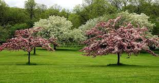 Spring Blooming Trees Beautiful