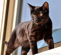 Black Melanistic Bengal Cats for Sale 🐈 | Wild & Sweet Bengals
