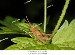 These palps allow the grasshopper. A Green Carapace Bug Insect Stock Photos And Images Agefotostock