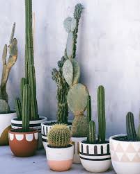 Adorable Cactus Garden
