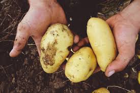 While describing the nutritional value and the taste of these potato products, this tastessence article also explains how to use them in cooking. Bubi International Food Linkedin