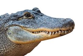 Alligator Images – Browse 119,425 Stock Photos, Vectors, and Video | Adobe  Stock
